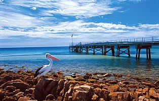 Kangaroo Island, EmuBay, Pelican