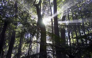 Sunlight penetrating through rainforest canopy, Bar Mountain circuit, Border Ranges National Park, Northern Rivers   Credit: Hamilton Lund